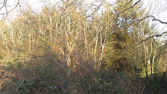 Forest after tree cutting in March 2017